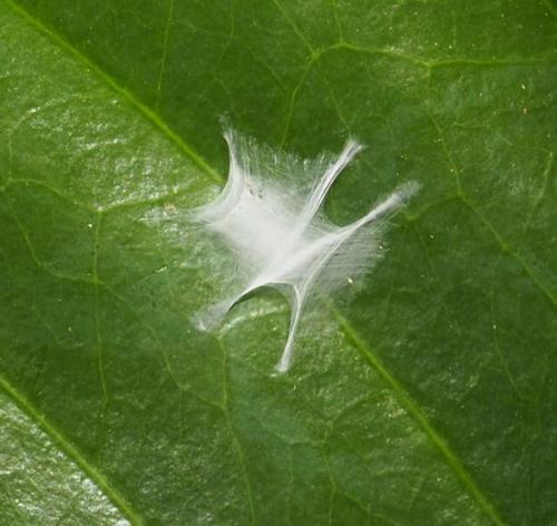 Fritzia muelleri